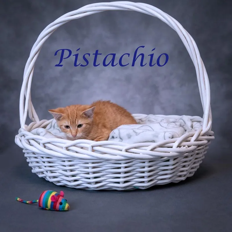 A baby small-sized male Orange / Red Domestic Short Hair cat named Pistachio C for adoption in Lebanon, TN