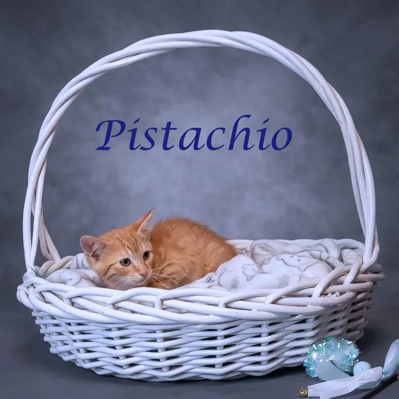 Pistachio C thumbnail 2