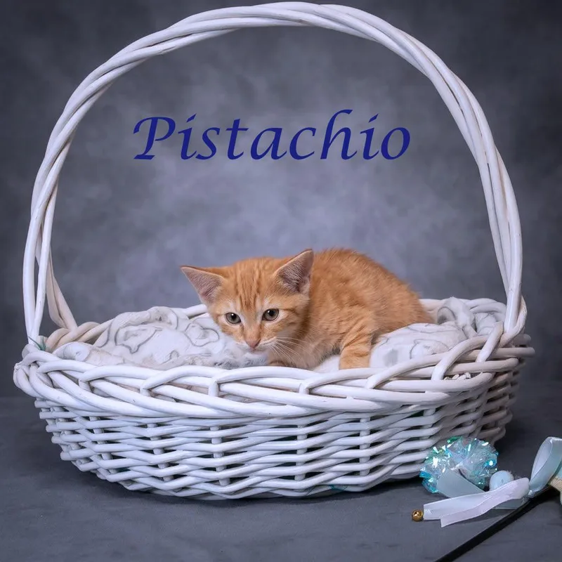 Pistachio C thumbnail 3