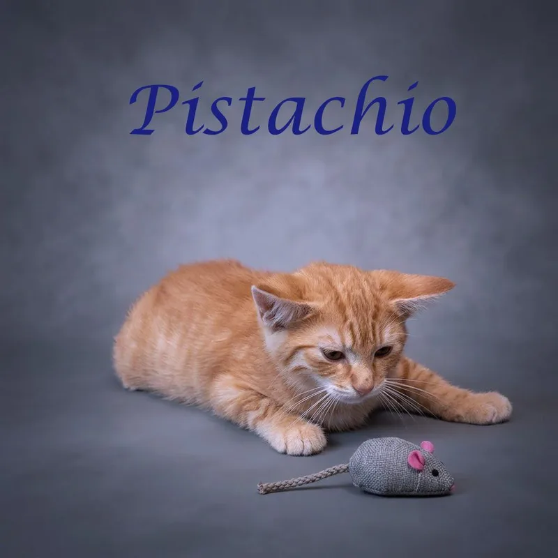 Pistachio C thumbnail 4