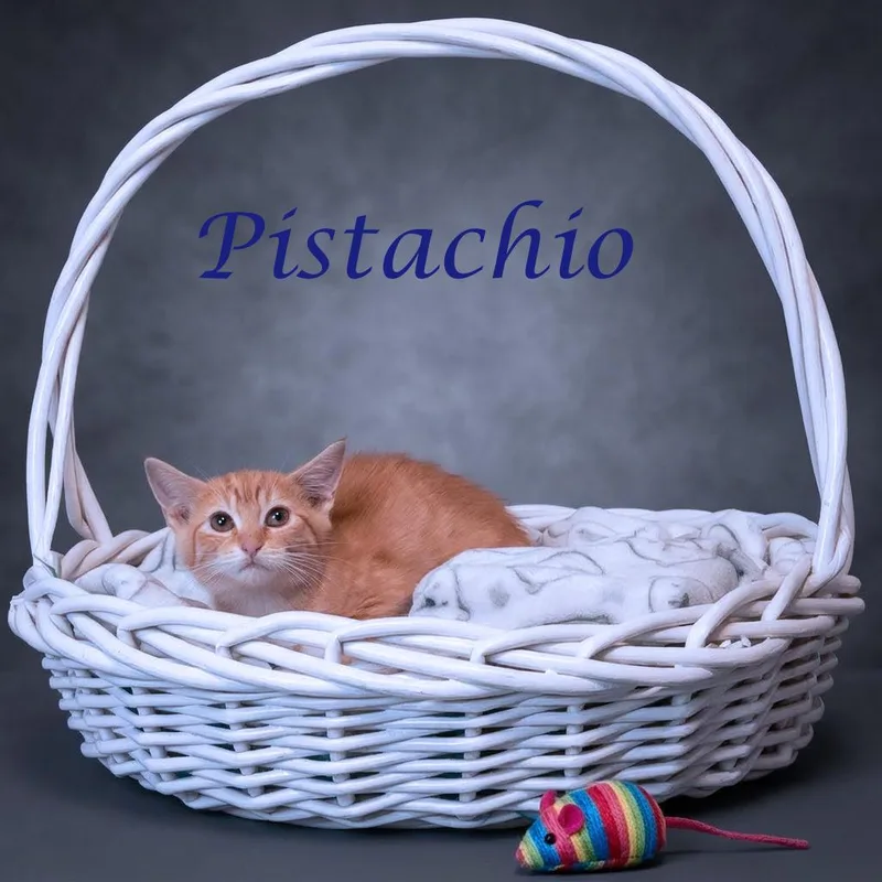 Pistachio C thumbnail 5