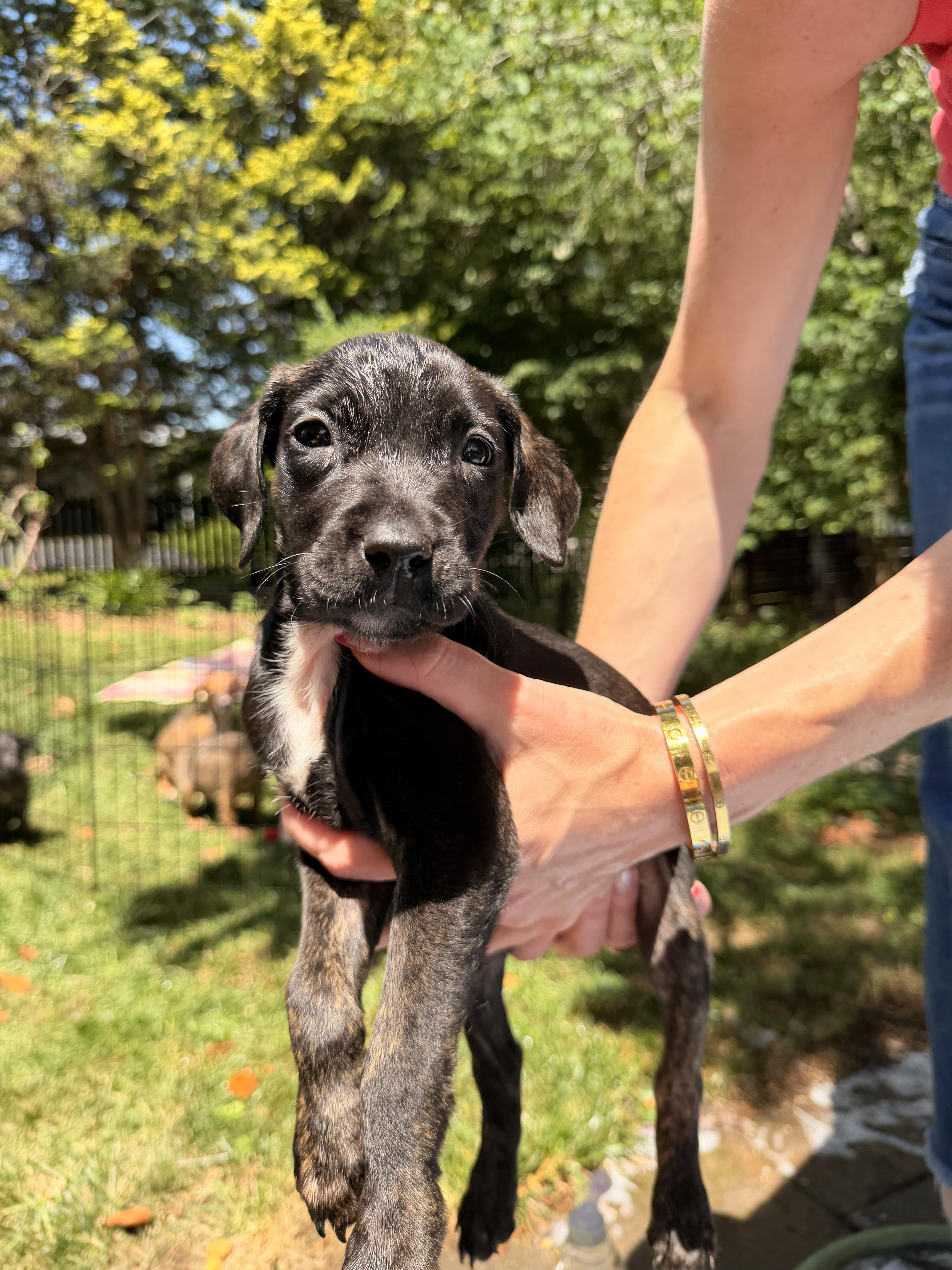 A baby small-sized female Irish Terrier dog named Loretta for adoption in Hillsborough, NC