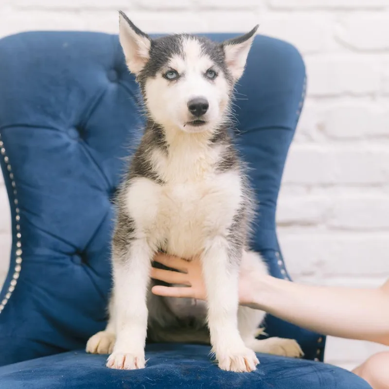 A baby medium-sized female Husky dog named Natalie for adoption in Zionsville, IN