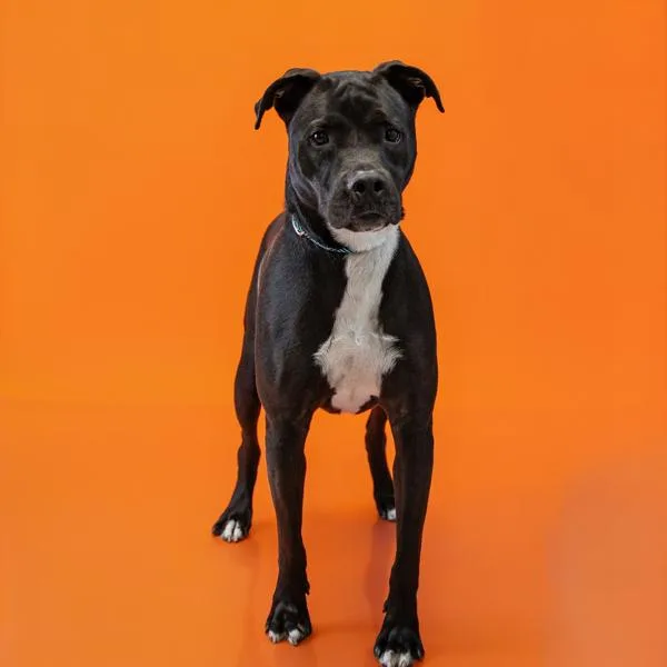 An adult small-sized male Pit Bull Terrier dog named Pen Biscotti for adoption in Lawrenceville, GA
