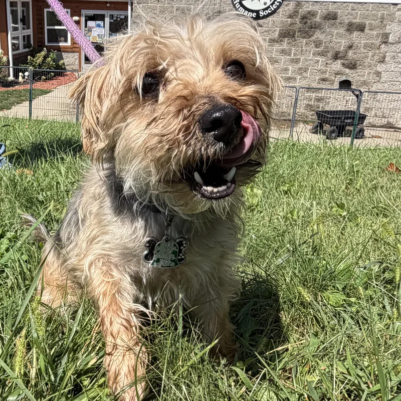 A young small-sized male Gray / Blue / Silver Yorkshire Terrier dog named Jihro for adoption in Latrobe, PA