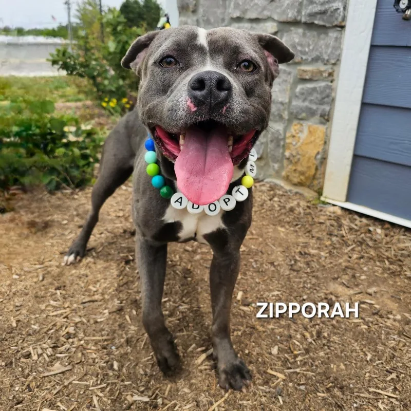 A young medium-sized female Gray / Blue / Silver Pit Bull Terrier dog named Zipparaph for adoption in Madisonville, TN