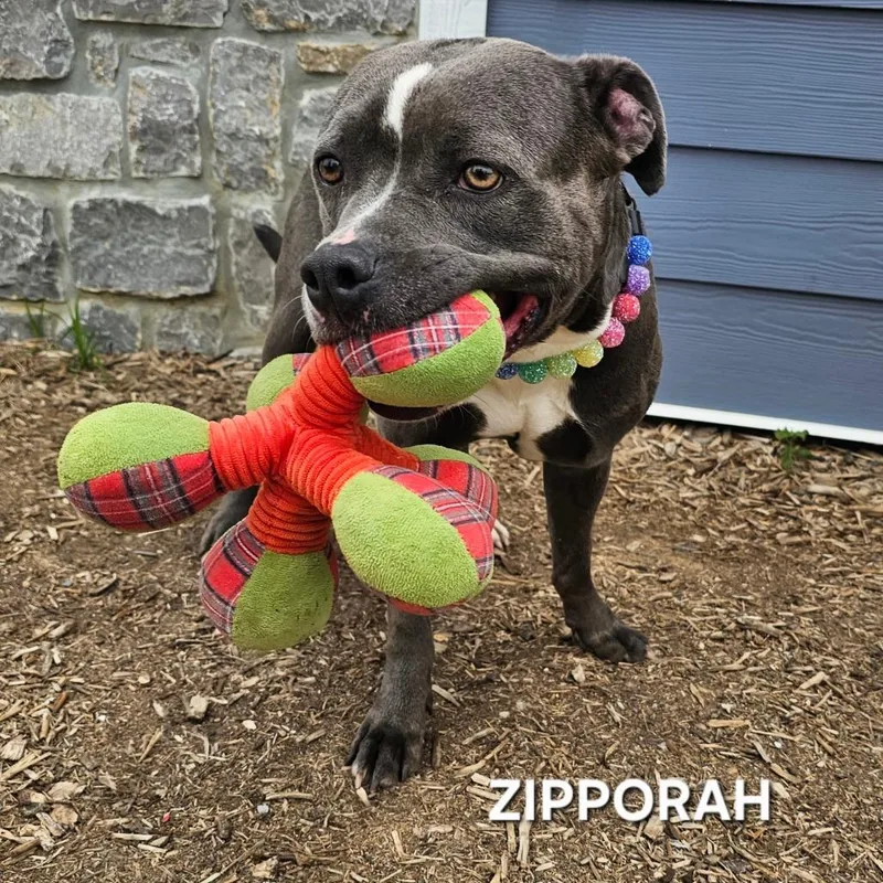 Zipparaph thumbnail 3