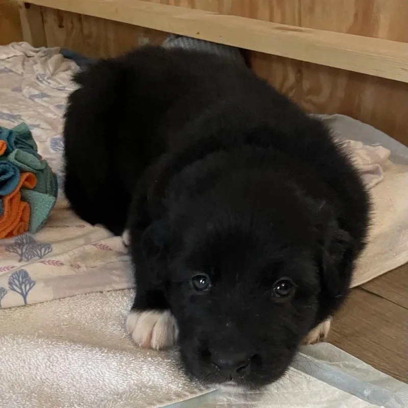 A baby large-sized male Black Shepherd dog named Maxim for adoption in Jarrettsville, MD