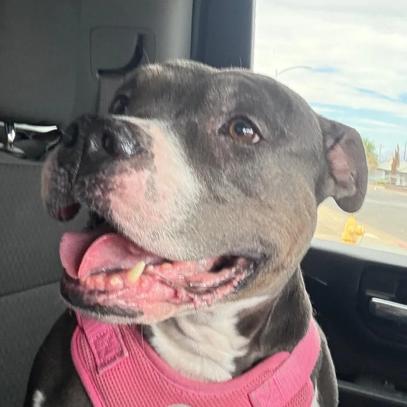 An adult small-sized female Gray / Blue / Silver Pit Bull Terrier dog named Lulu for adoption in Henderson, NV