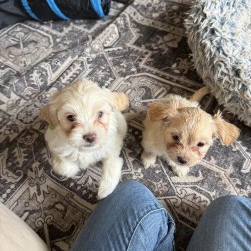 A baby small-sized female Yellow / Tan / Blond / Fawn Shih Tzu dog named Sophie Baek for adoption in Broken Arrow, OK