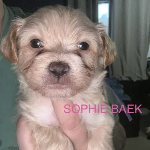 Sophie Baek thumbnail 2