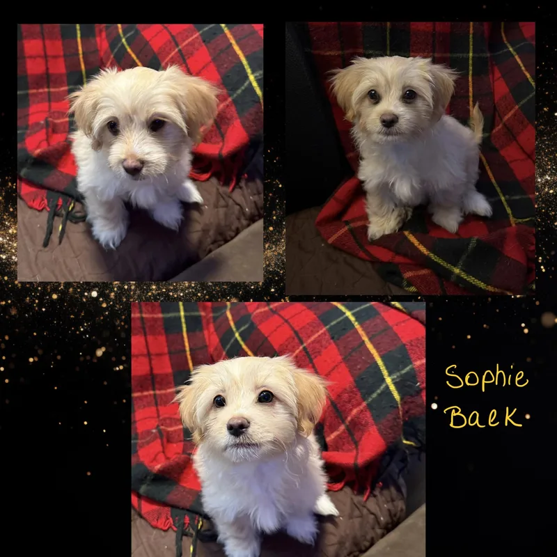 Sophie Baek thumbnail 3