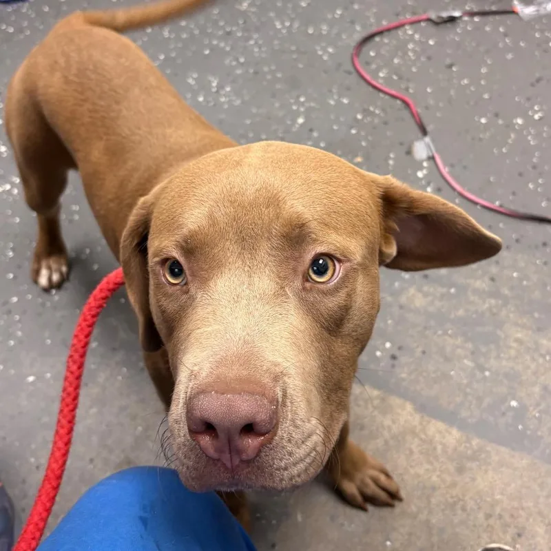 A young large-sized male Brown / Chocolate Mixed Breed dog named Rubert for adoption in Columbiana, AL