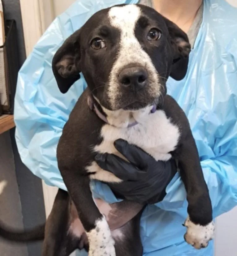 A baby medium-sized female Black Australian Cattle Dog / Blue Heeler dog named Mia for adoption in Hollister, MO