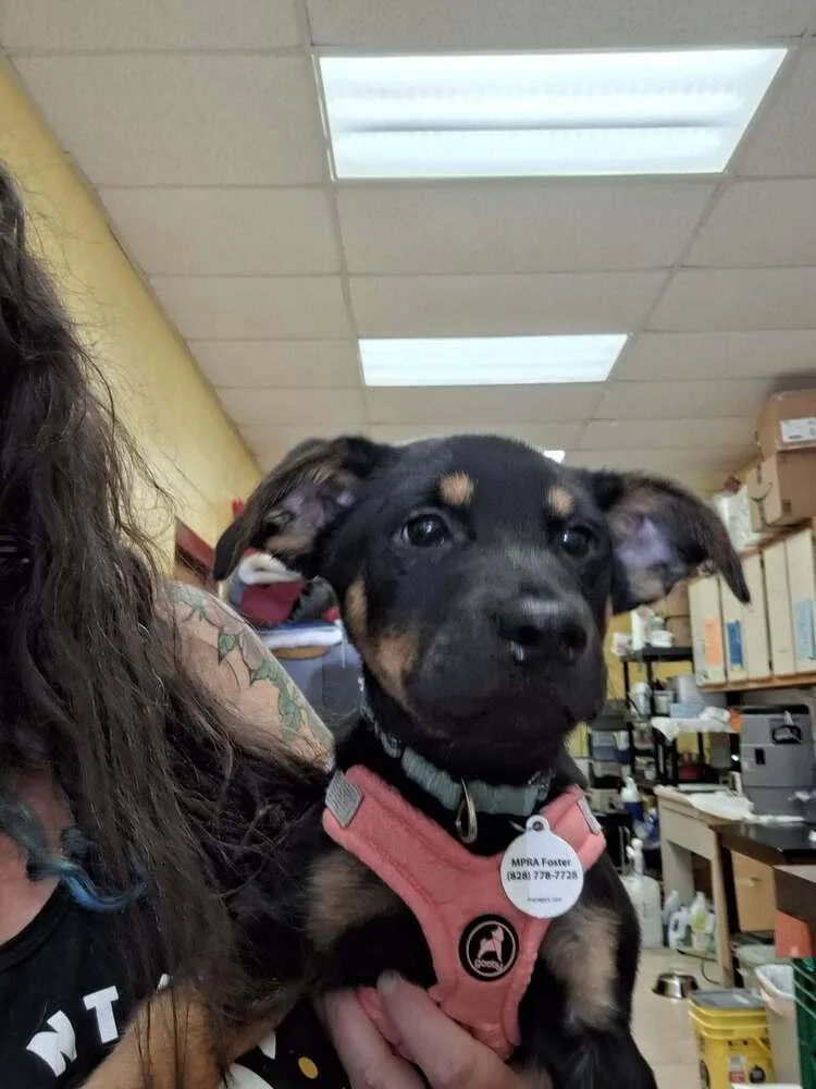 A baby medium-sized male Terrier dog named Chip for adoption in Candler, NC