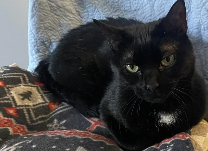 W Stella thumbnail 2