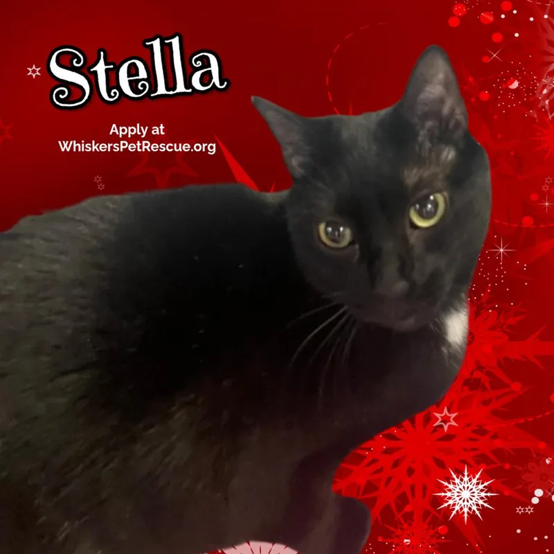 W Stella thumbnail 3