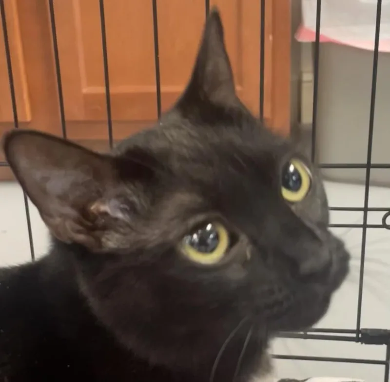 W Stella thumbnail 4