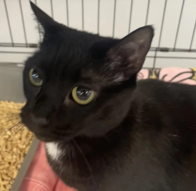 W Stella thumbnail 5