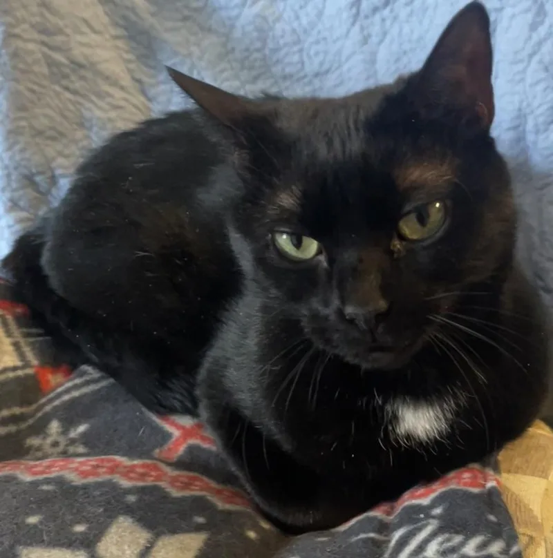 W Stella thumbnail 6