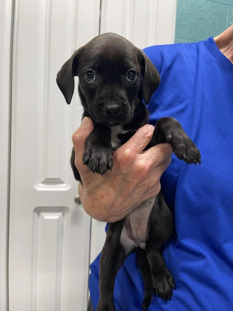 A baby small-sized female Tricolor (Brown, Black, & White) Labrador Retriever dog named Alice for adoption in Chattanooga, TN