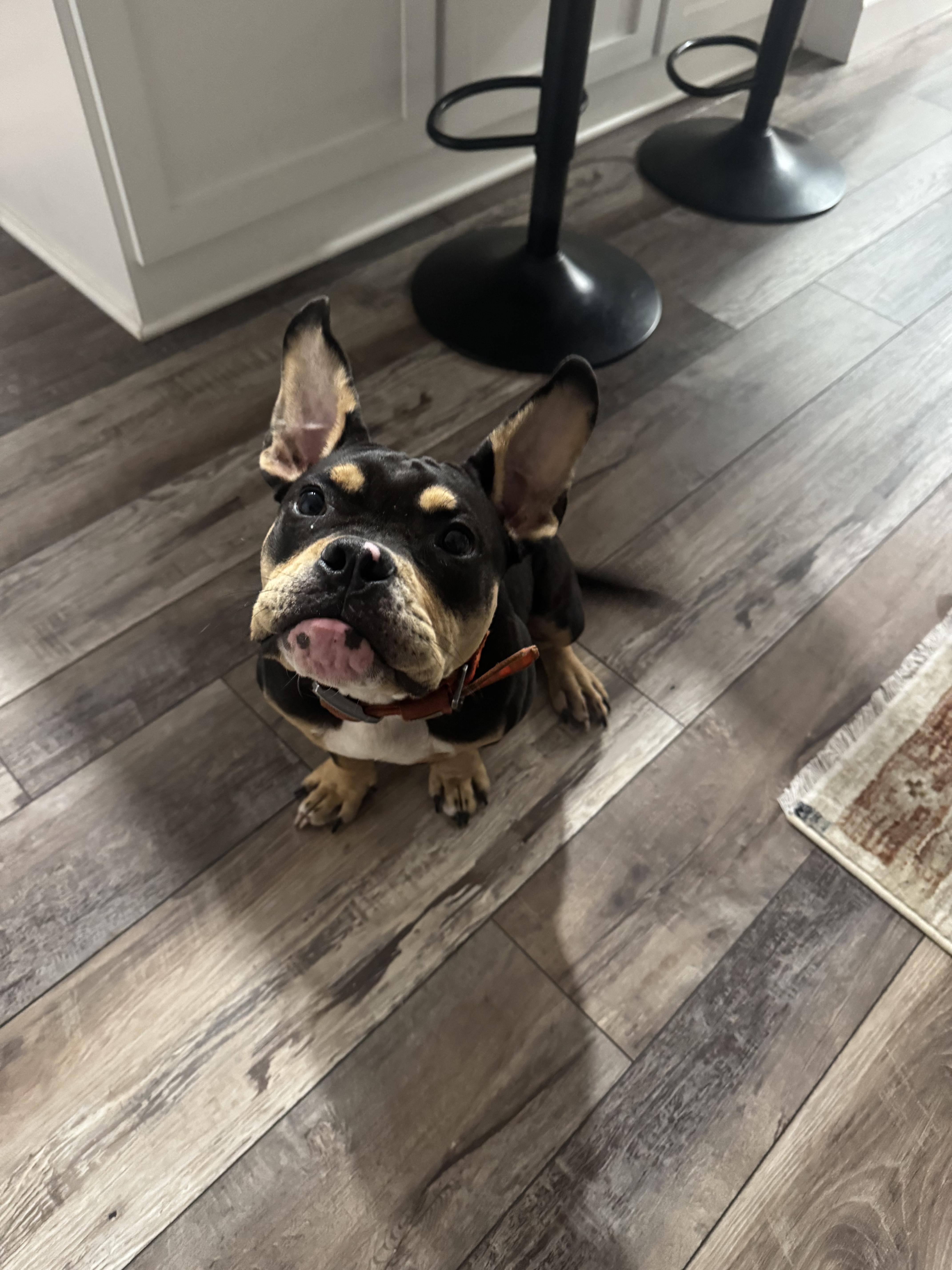 A young medium-sized male French Bulldog dog named Diesel for adoption in New Port Richey, FL