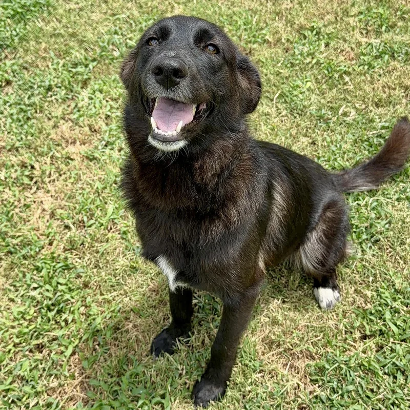 A young medium-sized female Border Collie dog named Kelly Jelly Bean for adoption in Colleyville, TX