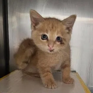 A baby small-sized female Orange / Red Domestic Short Hair cat named Strawberry for adoption in Starkville, MS