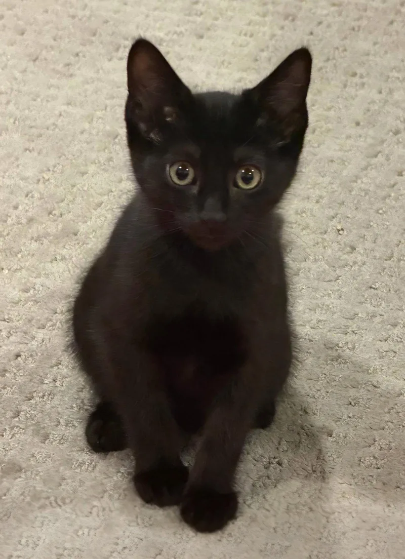 A baby medium-sized male Black Domestic Short Hair cat named Lionel for adoption in Campbell, CA