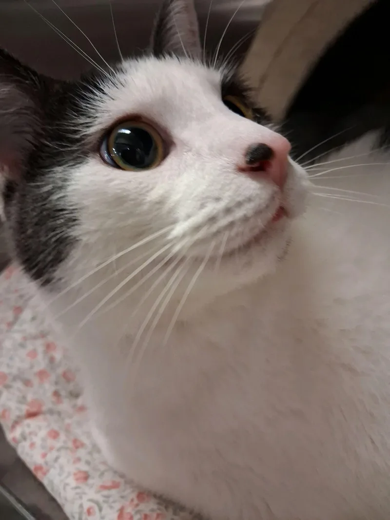 An adult medium-sized male Domestic Short Hair cat named Cody for adoption in Philadelphia, PA