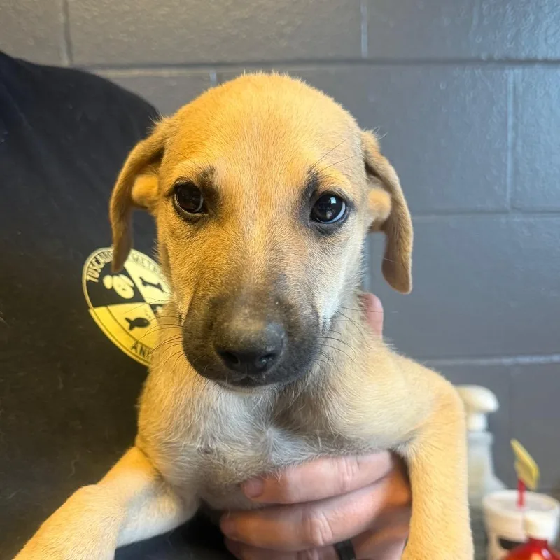 A baby small-sized female Yellow / Tan / Blond / Fawn Shepherd dog named TUSCStray______ for adoption in Tuscaloosa, AL
