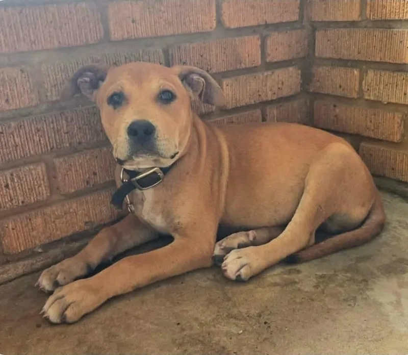 A baby medium-sized male Labrador Retriever dog named Busta Brown for adoption in El Dorado, AR