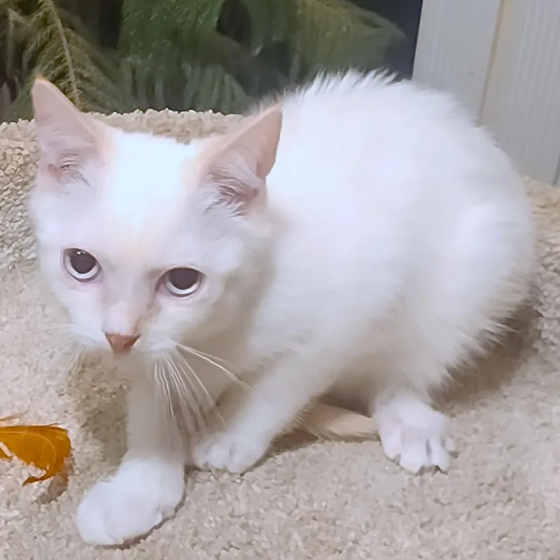 Fabulous Flopsy  Flame thumbnail 4