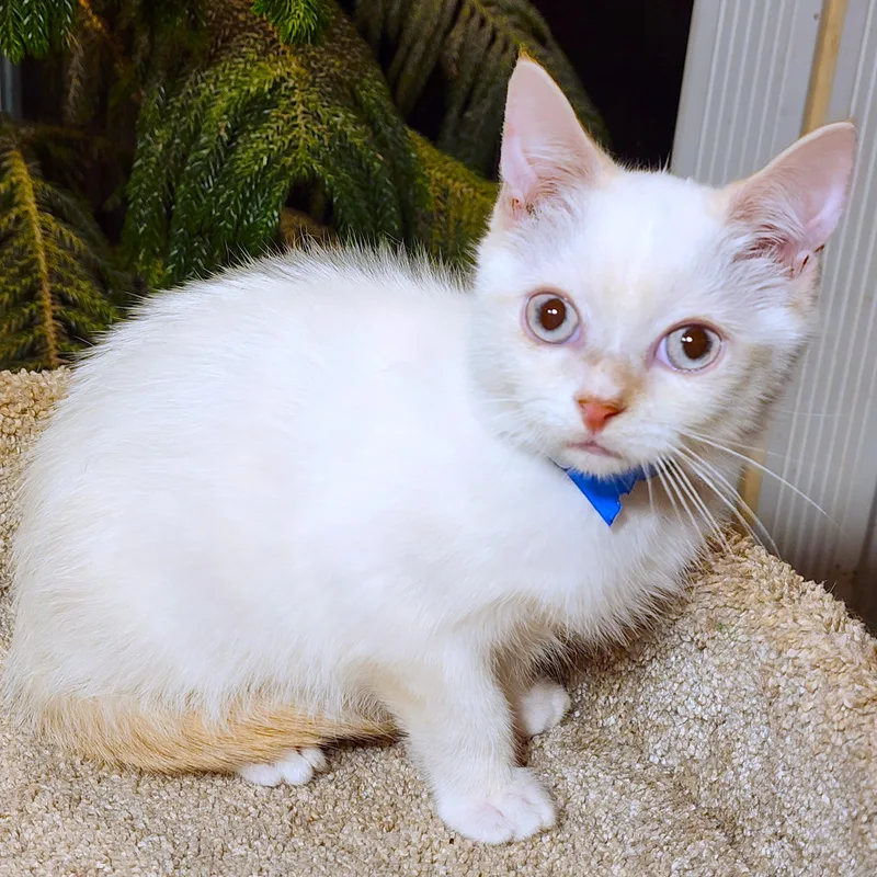 Fabulous Flopsy  Flame thumbnail 5