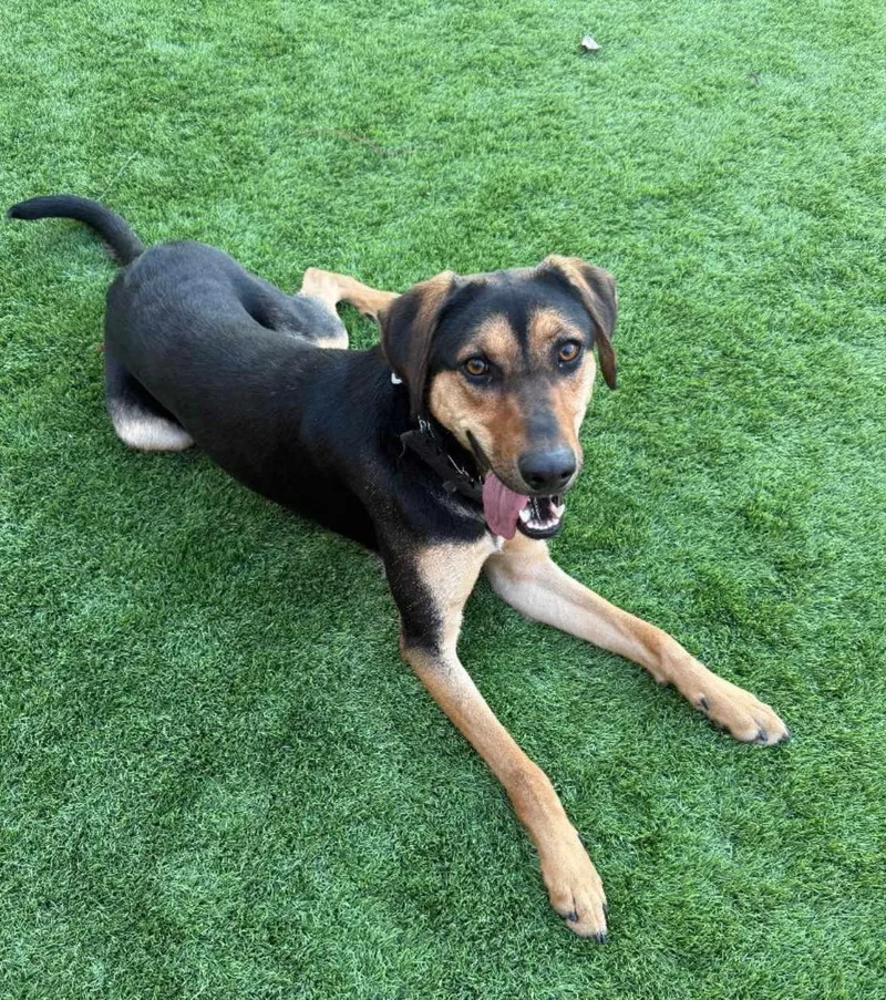 A young medium-sized female German Shepherd Dog named Kona for adoption in Pleasant Grove, CA