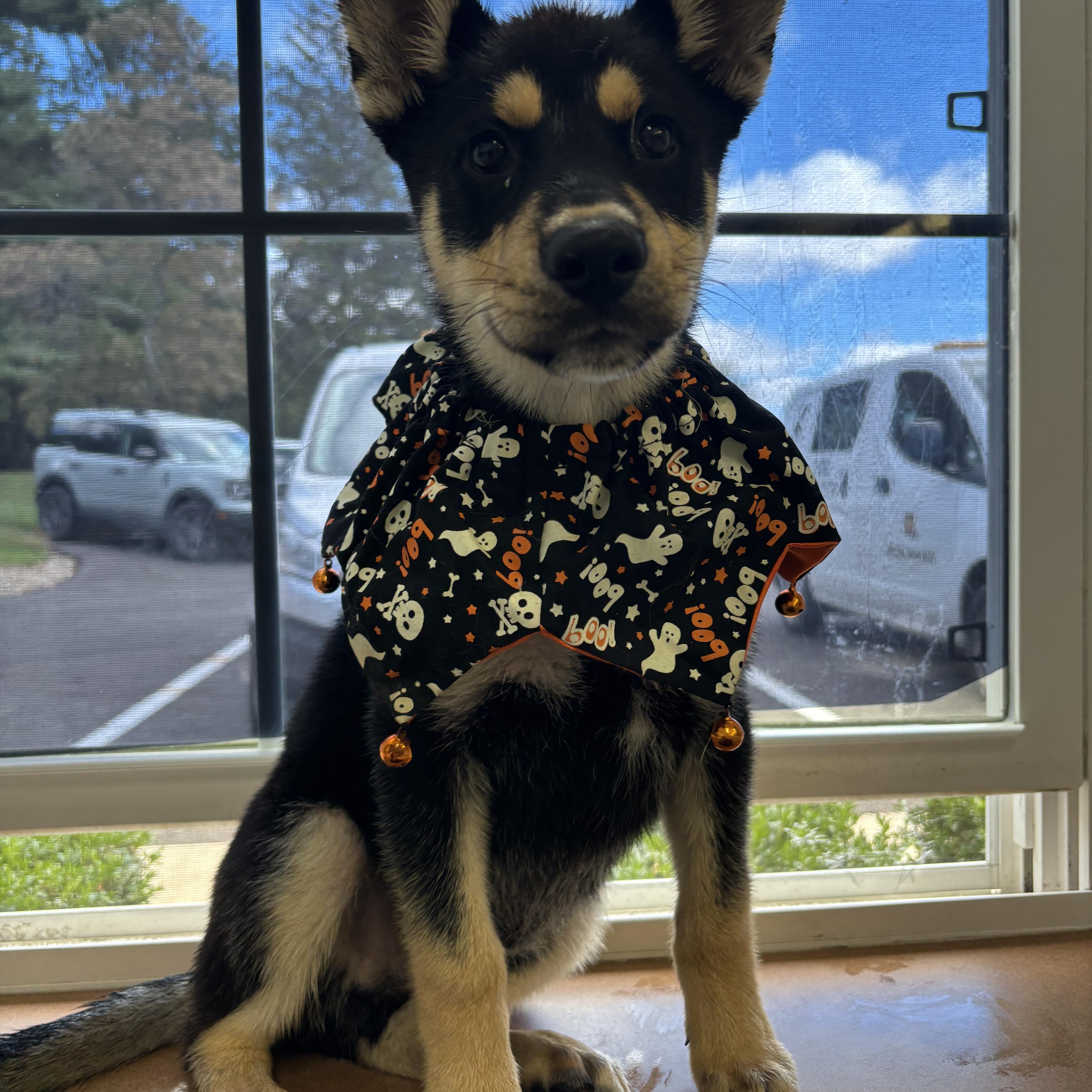 A baby small-sized male Husky dog named Hansel for adoption in Circleville, OH