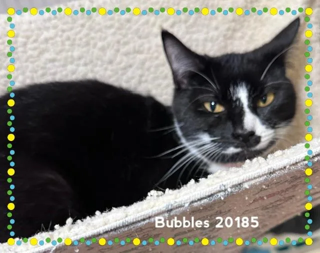 A young medium-sized female Black & White / Tuxedo Domestic Short Hair cat named Bubbles for adoption in Marietta, GA