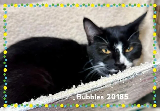 Bubbles thumbnail 2