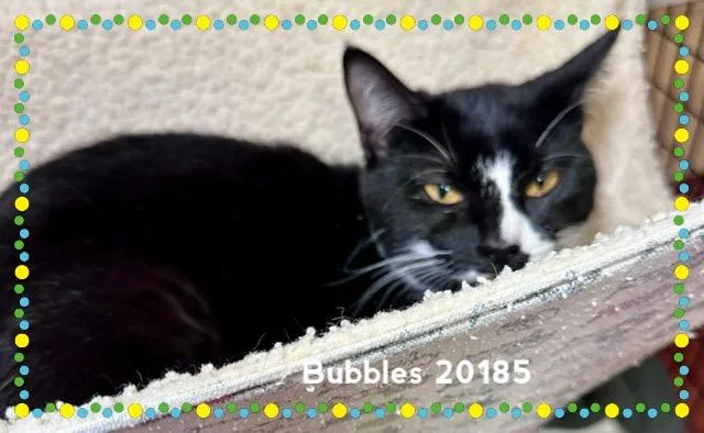 Bubbles thumbnail 3