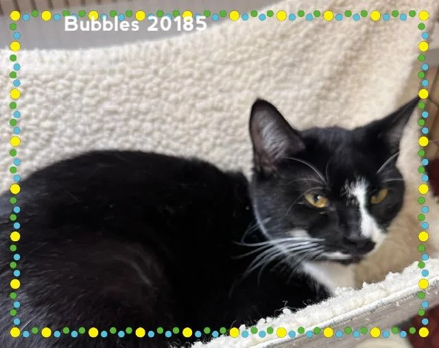 Bubbles thumbnail 4