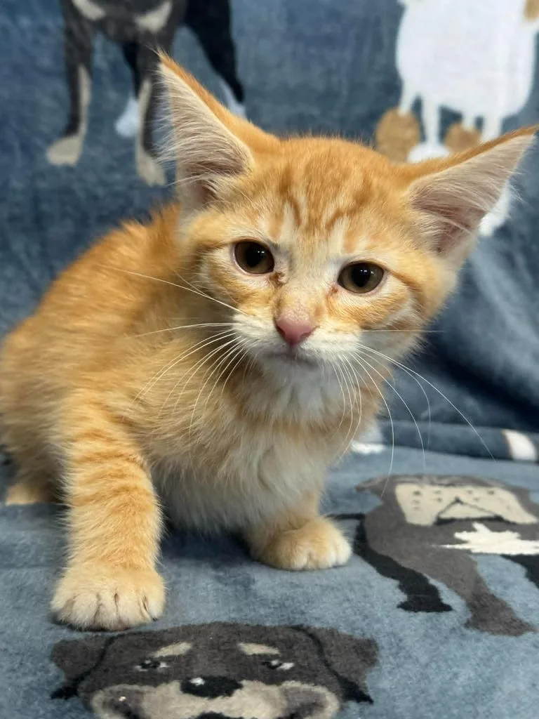 A baby medium-sized female Domestic Short Hair cat named Rosie for adoption in Marion, OH
