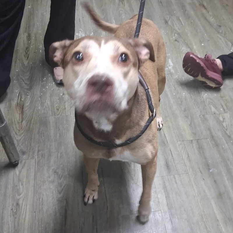 An adult medium-sized female Brown / Chocolate Mixed Breed dog named Addie for adoption in Summerville, SC