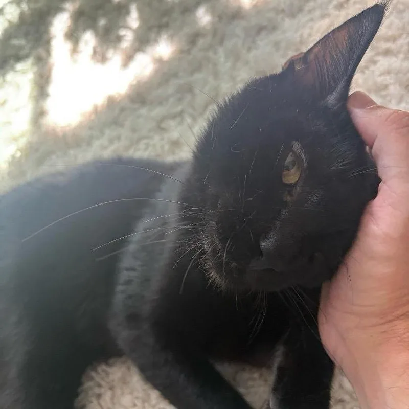 An adult medium-sized male Black Domestic Short Hair cat named Vader for adoption in Temecula, CA
