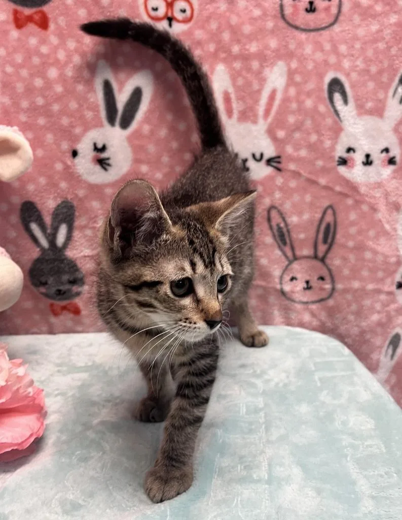 A baby medium-sized female Domestic Short Hair cat named Berlin for adoption in Nacogdoches, TX