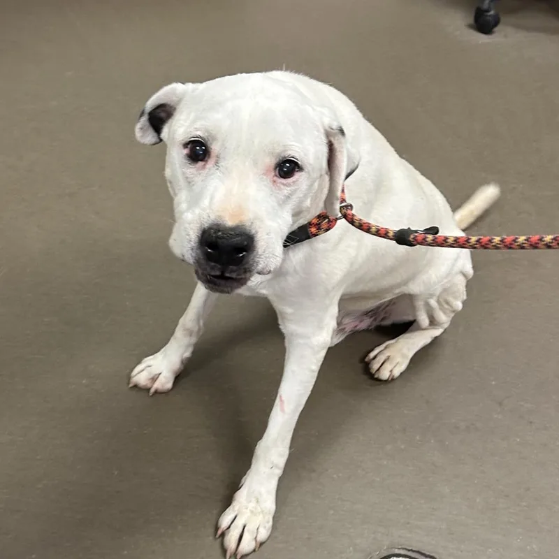 A senior medium-sized male White / Cream Mixed Breed dog named Maverick for adoption in Asheville, NC