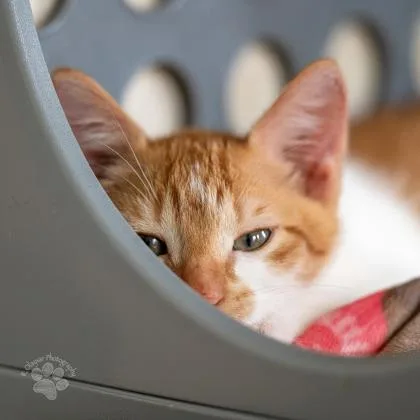 A baby small-sized male Domestic Short Hair cat named Orcale for adoption in Honolulu, HI