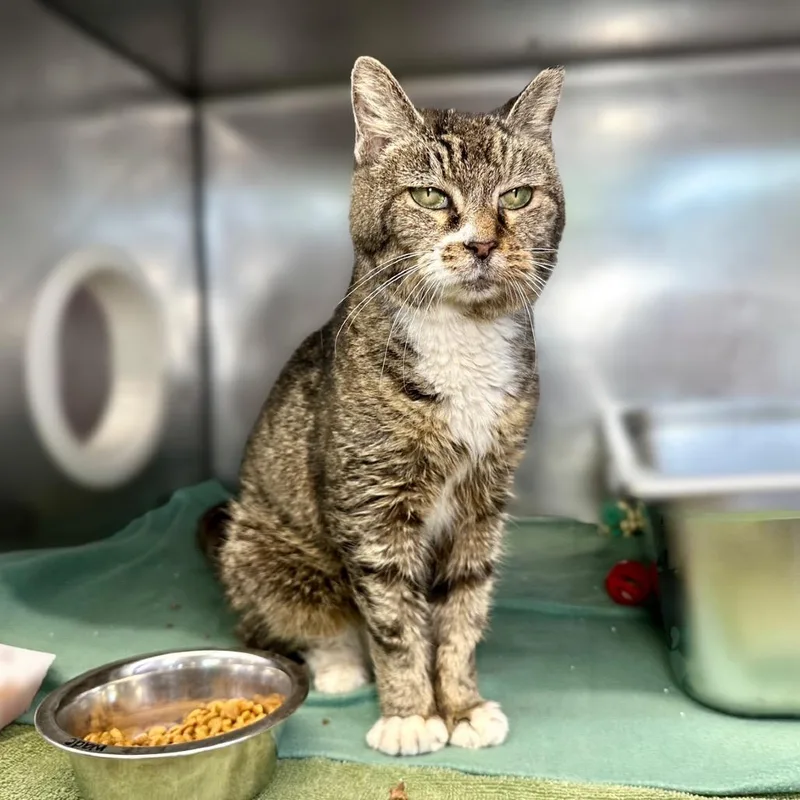 Bacon Bit thumbnail 2