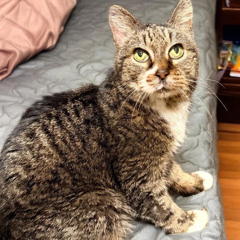 Bacon Bit thumbnail 4