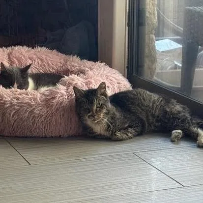 Bacon Bit thumbnail 5