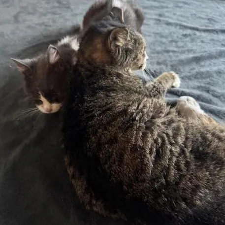 Bacon Bit thumbnail 6